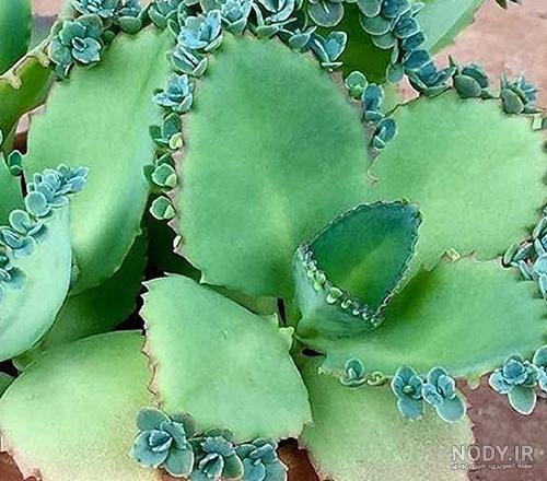 همه چیز درمورد گل اشک تمساح و روش های نگهداری از آن | جایاگرین