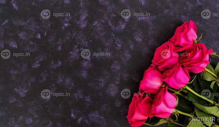 والپیپر گل بنفش در پس زمینه سیاه تاریک والپیپر گل بنفش در پس زمینه سیاه تاریک