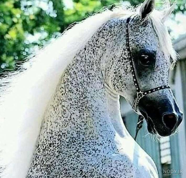 پرتره اسب سفید عرب 1109365 پرتره اسب سفید عرب 1109365