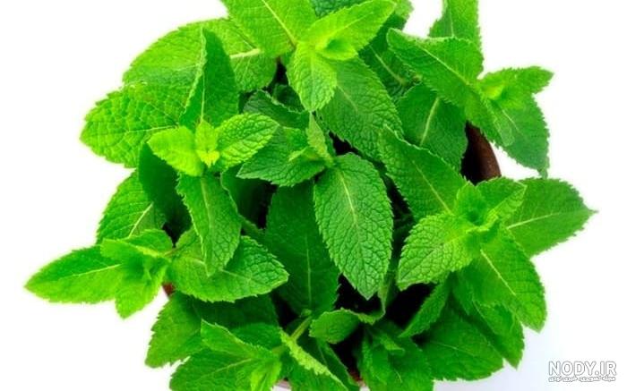 پونه | طرفداری پونه | طرفداری