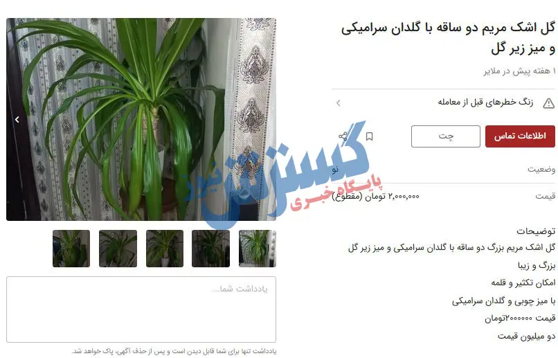 چگونه از گیاه اشک تمساح نگهداری کنیم ؟! - ایران درخت