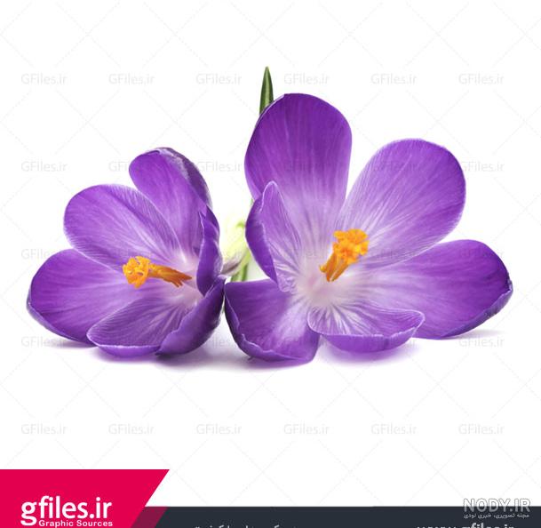 چیدن گل زعفران در صبح زود - گل زعفران - خرید زعفران - فروشگاه زعفران مهتو، زعفران اصل قائنات و سرایان