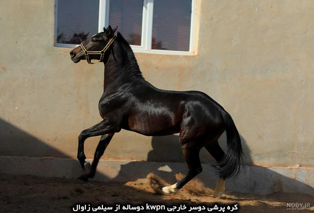 کره مادیان عرب مصری 1 ساله - فروشگاه اسب و لوازم سوارکاری کره مادیان عرب مصری 1 ساله - فروشگاه اسب و لوازم سوارکاری