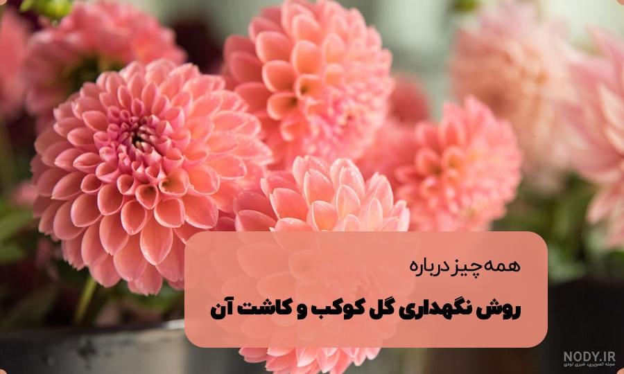 کوکب کوهی