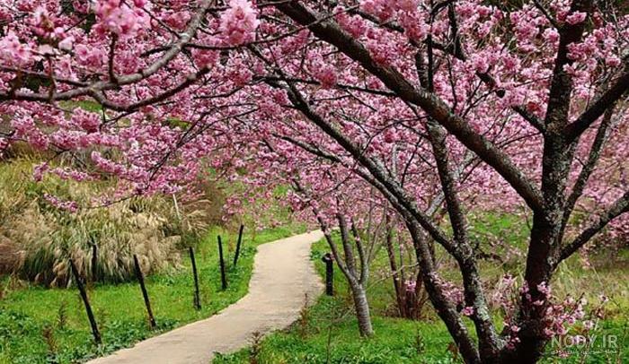 گالری تصاویر طبیعت برای تقویم (فصل بهار) گالری تصاویر طبیعت برای تقویم (فصل بهار)