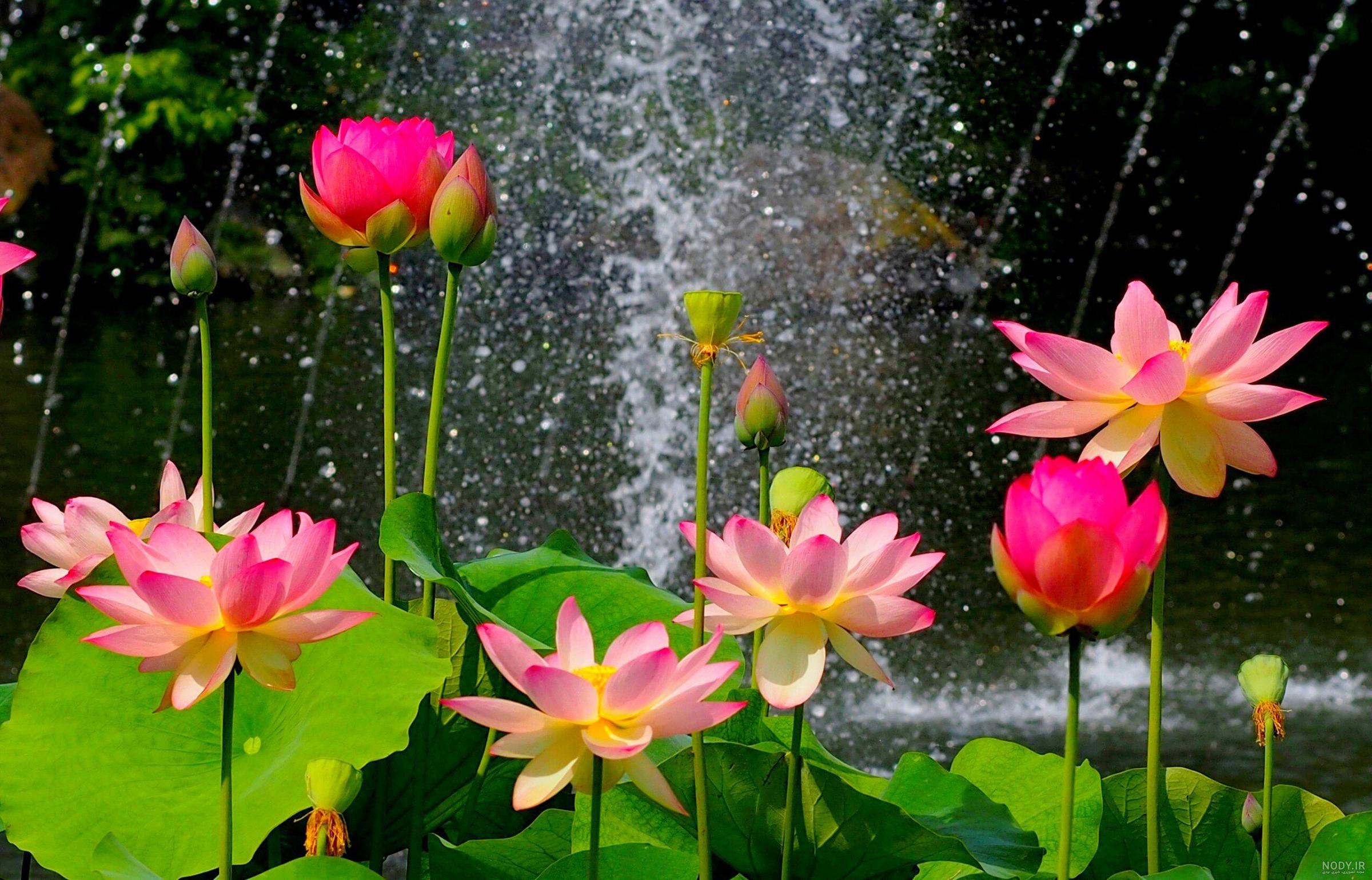 گالری تصاویر طبیعت برای تقویم (فصل بهار) | ضیاءالصالحین گالری تصاویر طبیعت برای تقویم (فصل بهار) | ضیاءالصالحین