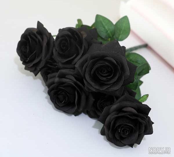 گل رز مشکی گل رز مشکی