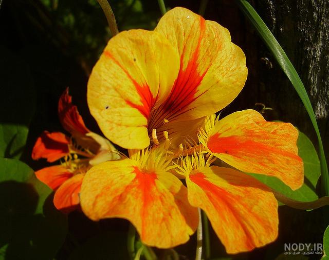 گل لادن:راهنمایی مراقبت از گل( Nasturtium)+نحوه ی کاشت|رشد|تکثیربه همراه  ویدیو