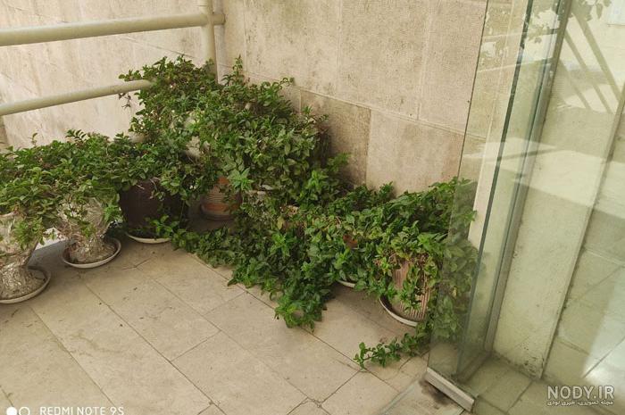 گل ناز یخی؛ راهنمای نگهداری، پرورش و تکثیر - ستاره