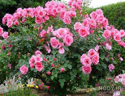 گل کاملیا ☀️ فروش ، معرفی روش های تکثیر و نگهداری گل کاملیا گیاه کاملیا گل کاملیا ☀️ فروش ، معرفی روش های تکثیر و نگهداری گل کاملیا گیاه کاملیا