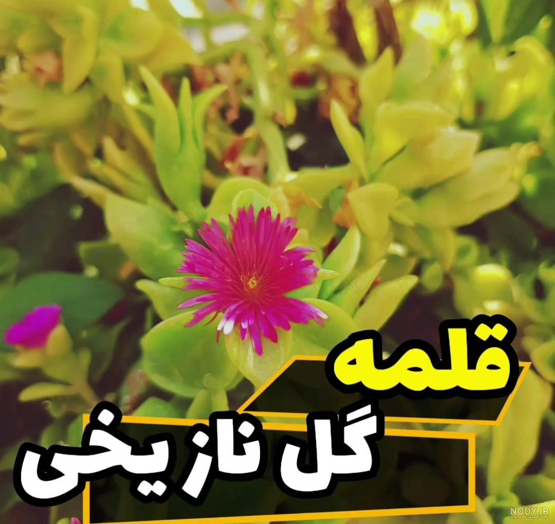 گل یخ روی بوم یخی... /تصاویر - توریسم آنلاین