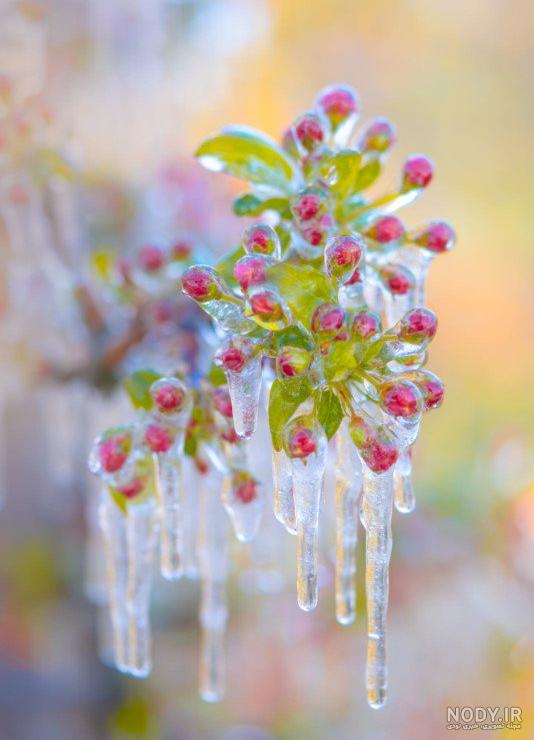 گل های یخی