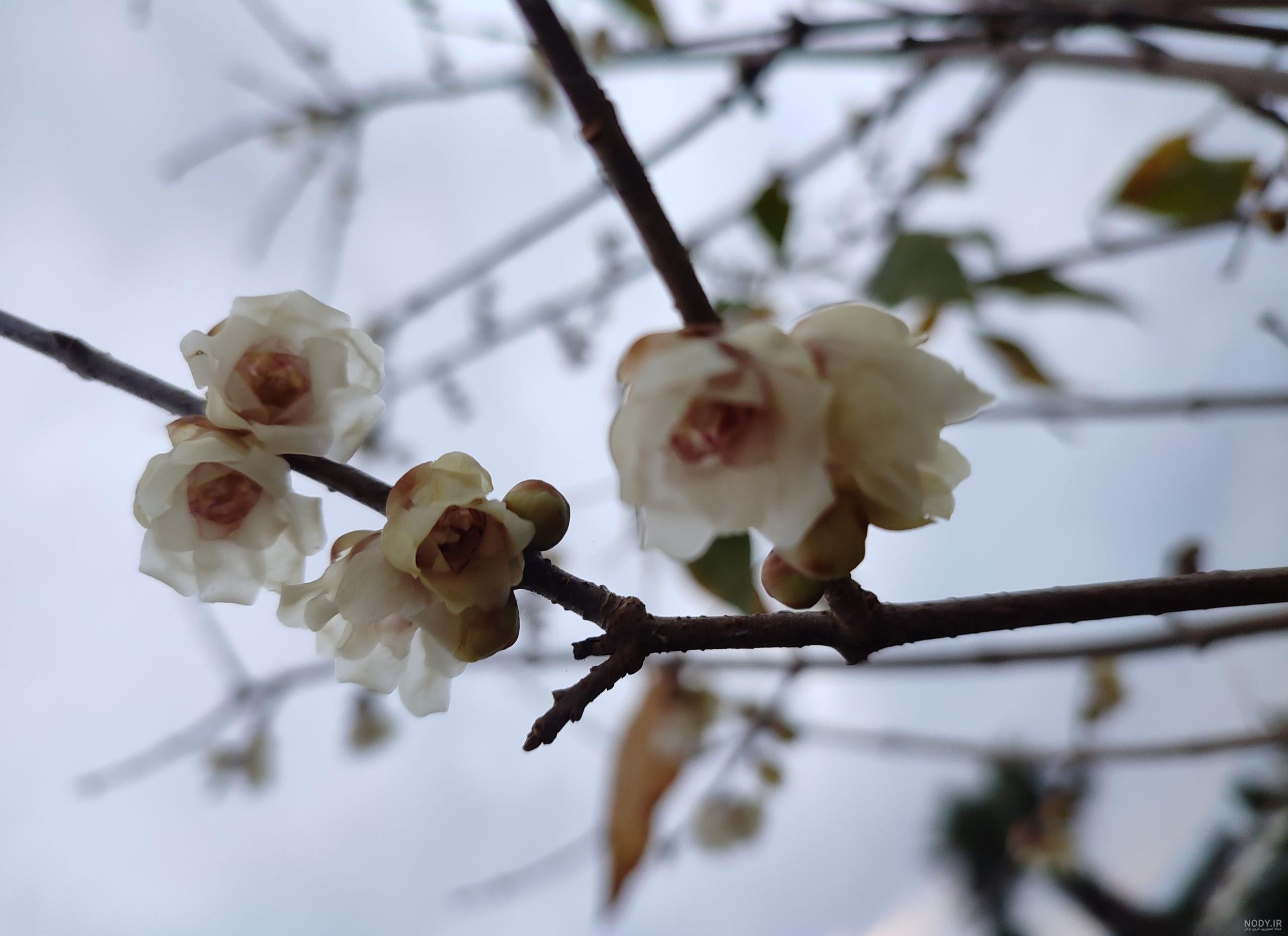 گل های یخی» نمادی از جاودانگی (+‌عکس)