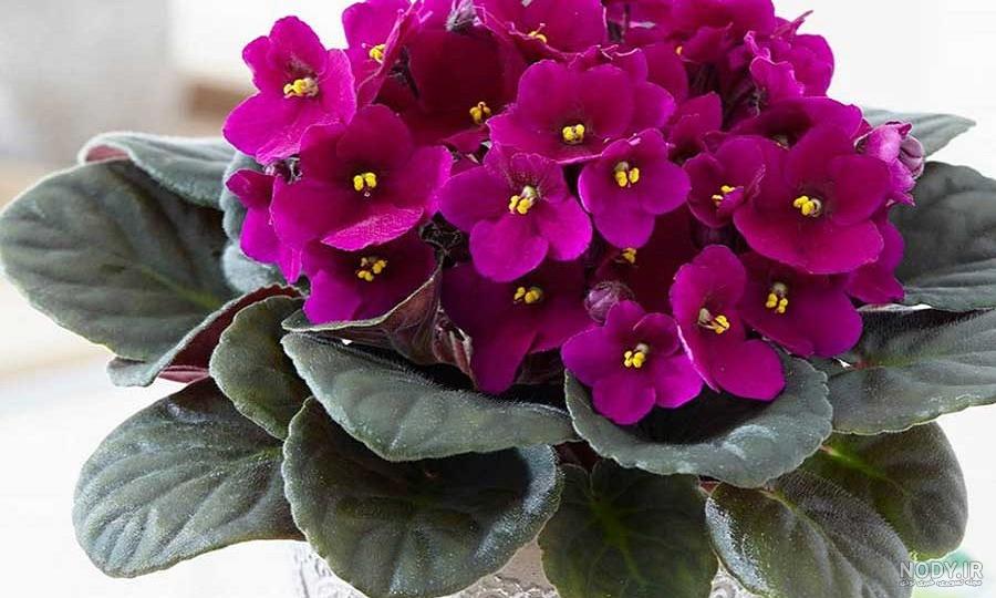 گل‌های بهاری، 8 گل برای استقبال از بهار! - چیدانه
