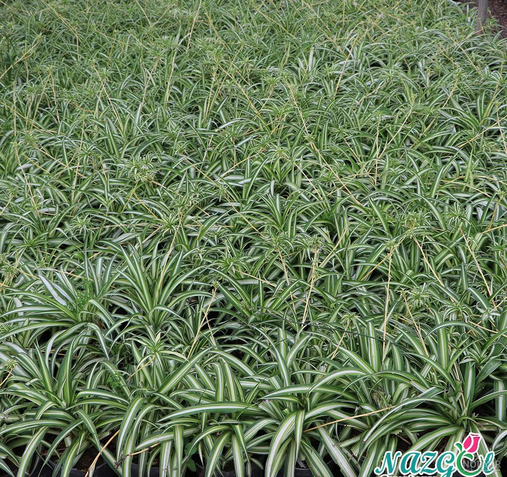 گیاه گل گندمی (spider plant) : روش نگهداری + بهترین قیمت | گل آپارتمانی گل باما گیاه گل گندمی (spider plant) : روش نگهداری + بهترین قیمت | گل آپارتمانی گل باما