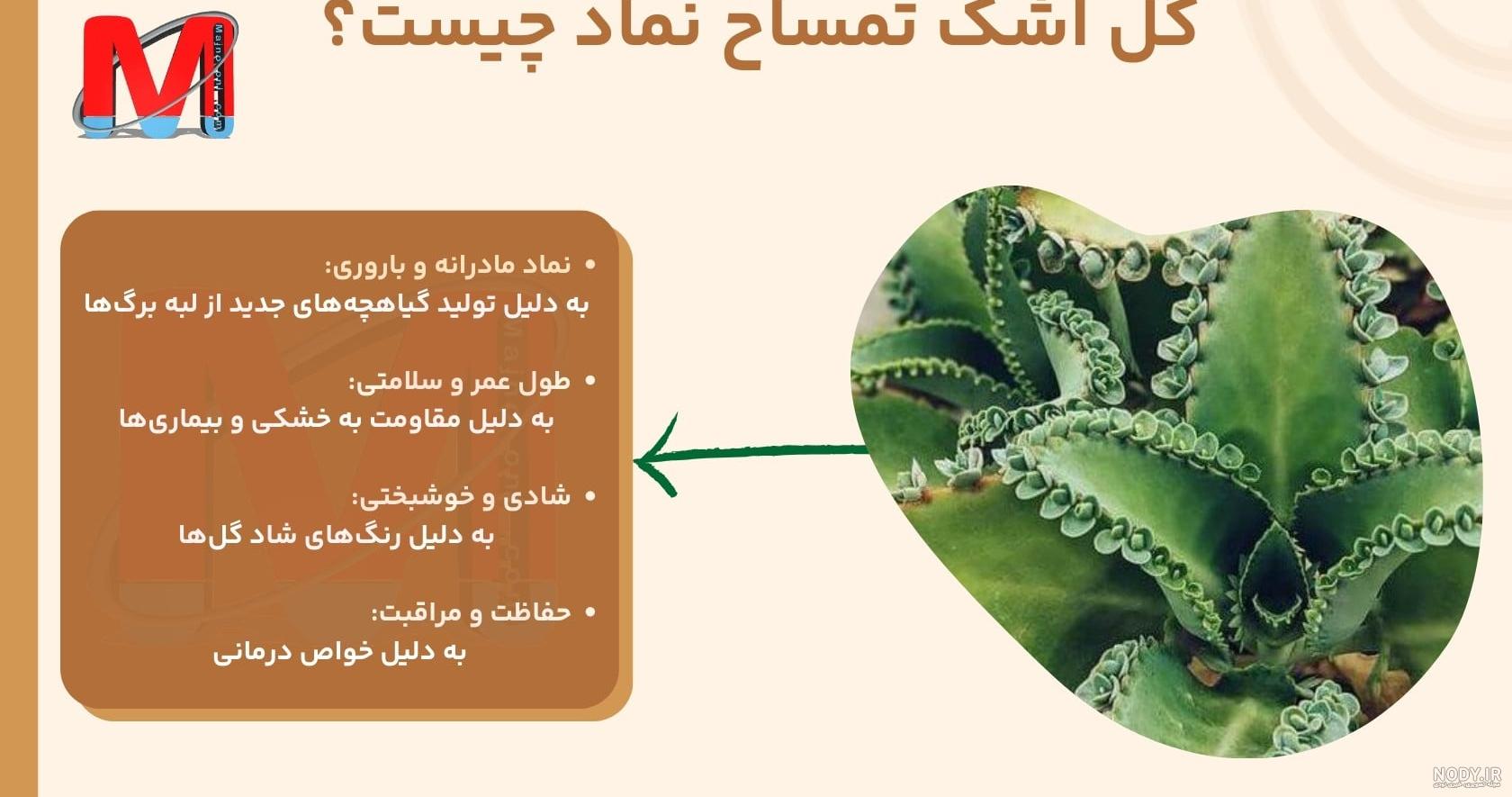 گیاهان دارویی: اشک تمساح | دکتر اسماعیلی