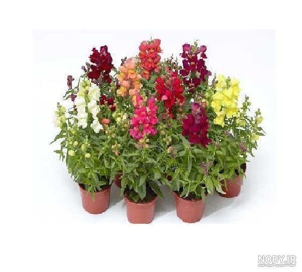 ۲۰ گل زیبای بهاری که می‌توانید در باغچه بکارید • دیجی‌کالا مگ