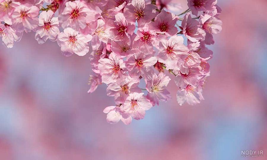 ۲۰ گل زیبای بهاری که می‌توانید در باغچه بکارید • دیجی‌کالا مگ