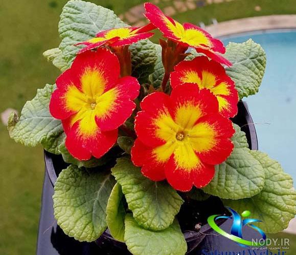 ۴۰۰ گونه نادر از گل‌های وحشی دنیا در ایران + عکس و ویدیو - رادار اقتصاد