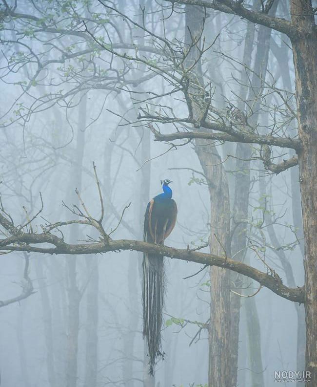 عکس خفن عکس الله در طبیعت