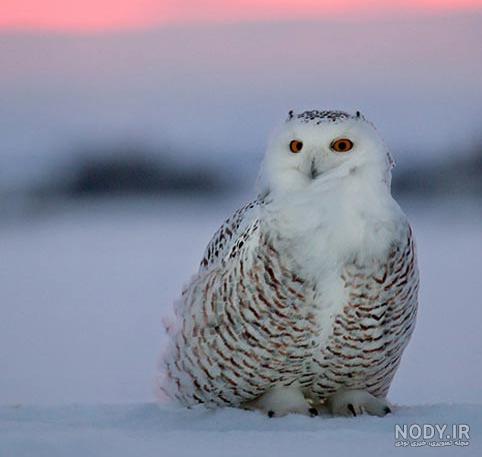 عکس خفن عکس الله در طبیعت