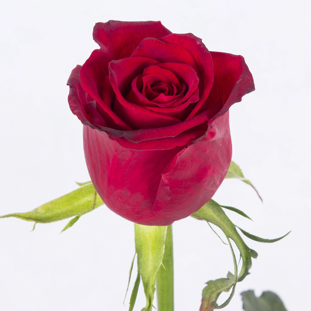 25 عکس گل رز قرمز عاشقانه برای پروفایل + رز قرمز نشانه چیست؟ 25 عکس گل رز قرمز عاشقانه برای پروفایل + رز قرمز نشانه چیست؟