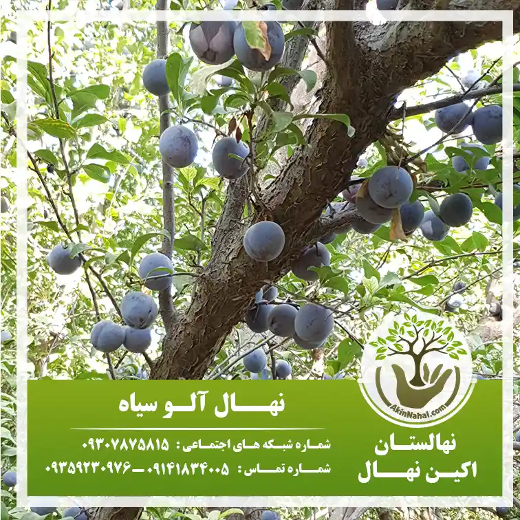آب و هوای مناسب برای کاشت درخت آلو ✔️ برتر نهال آب و هوای مناسب برای کاشت درخت آلو ✔️ برتر نهال