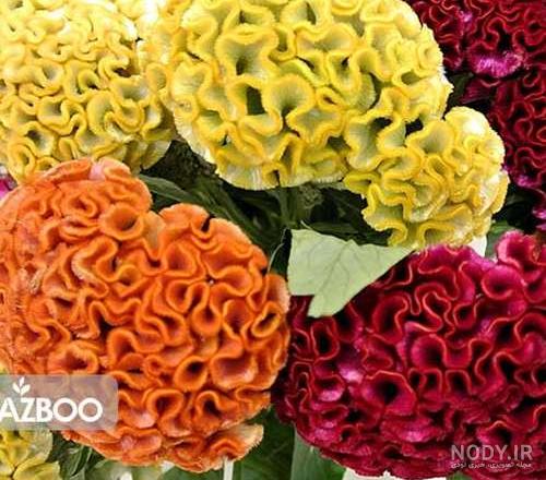 آشنایی با گل تاج خروس