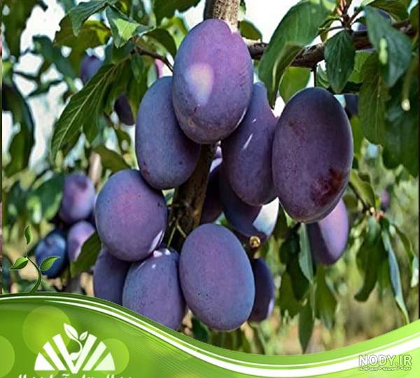 آلو و نیازهای محیطی آن آلو و نیازهای محیطی آن