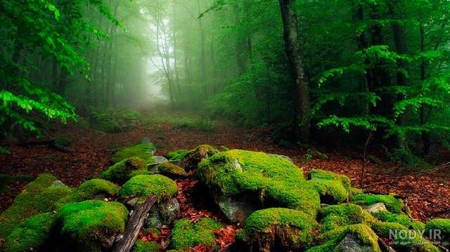 بایگانی‌ها طبیعت - گالری تصاویر نقش