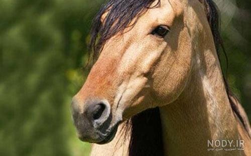 بدن این اسب طراحی جالبی دارد + عکس