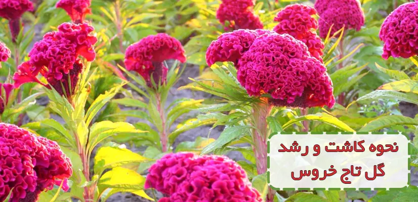 بذر گل تاج خروس کله قندی - گل و گیاه منصوری