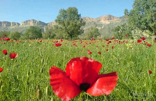 تصاویری از طبیعت زیبای ایلام تصاویری از طبیعت زیبای ایلام