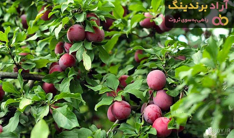 خرید بذر درخت آلو جنگلی سیاه - بذرشاپ خرید بذر درخت آلو جنگلی سیاه - بذرشاپ