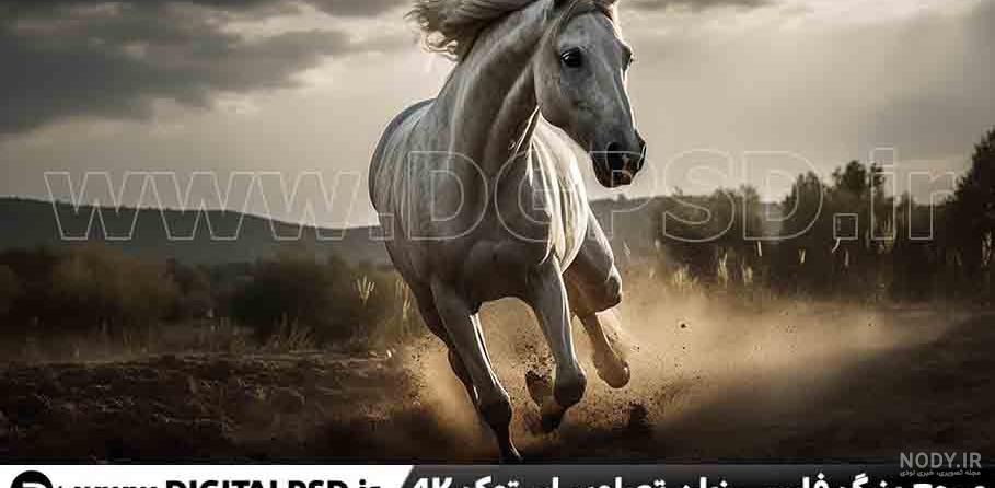 دانلود عکس اسب های مو سفید زیبا در طبیعت دانلود عکس اسب های مو سفید زیبا در طبیعت