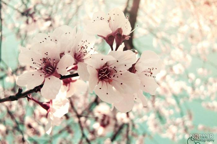 دانلود عکس گل برای پروفایل با کیفیت بالا | حیاط خلوت دانلود عکس گل برای پروفایل با کیفیت بالا | حیاط خلوت