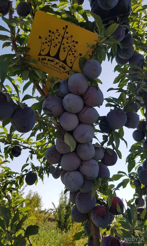 رشد و نگهداری از درخت آلو سیاه رشد و نگهداری از درخت آلو سیاه