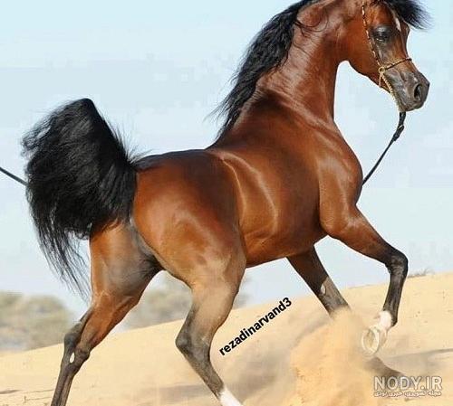 زیباترین اسب جهان+ عکس زیباترین اسب جهان+ عکس