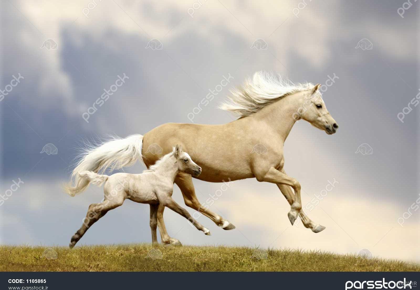عکس اسب ماده ایرانی