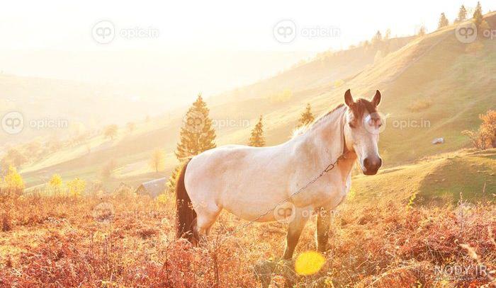 عکس با کیفیت اسب سفید زیبای در حال حرکت - نمایشگاه هنر ایران عکس با کیفیت اسب سفید زیبای در حال حرکت - نمایشگاه هنر ایران