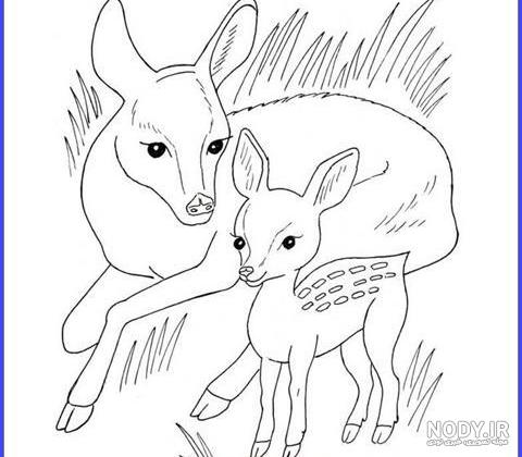 عکس بچه آهو نقاشی
