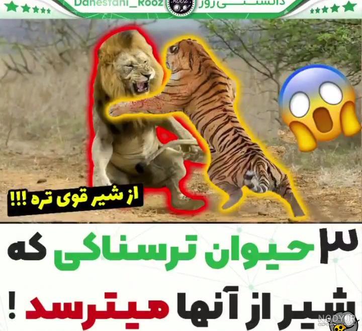 عکس شیر🦁دانلود 21 عکس شیر جنگل با کیفیت بالا عکس شیر🦁دانلود 21 عکس شیر جنگل با کیفیت بالا