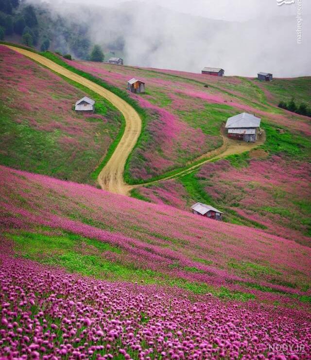 عکس طبیعت بهاری در ایران