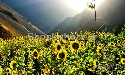 عکس نوشته روز شنبه + جملات صبح بخیر اول هفته و متن های طنز شروع هفته شنبه عکس نوشته روز شنبه + جملات صبح بخیر اول هفته و متن های طنز شروع هفته شنبه