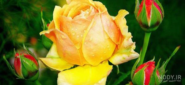 عکس پروفایل طبیعت خاص | Beautiful nature pictures, Beautiful images ... عکس پروفایل طبیعت خاص | Beautiful nature pictures, Beautiful images ...