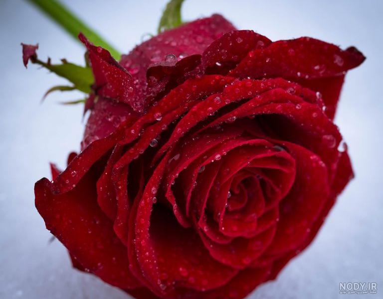 عکس پروفایل گل دخترانه { عکس دخترونه به همراه گل } با کیفیت بالا برای ... عکس پروفایل گل دخترانه { عکس دخترونه به همراه گل } با کیفیت بالا برای ...