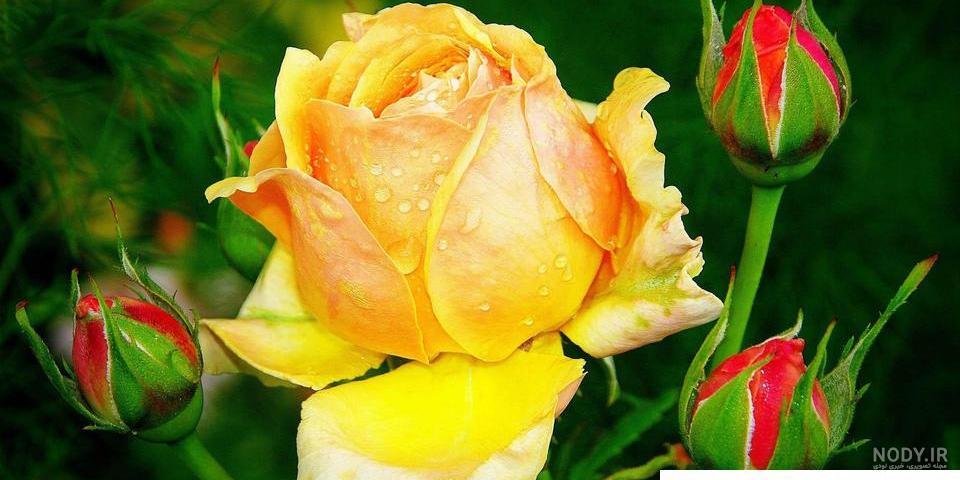 عکس گل های خیلی زیبا برای پروفایل عکس گل های خیلی زیبا برای پروفایل