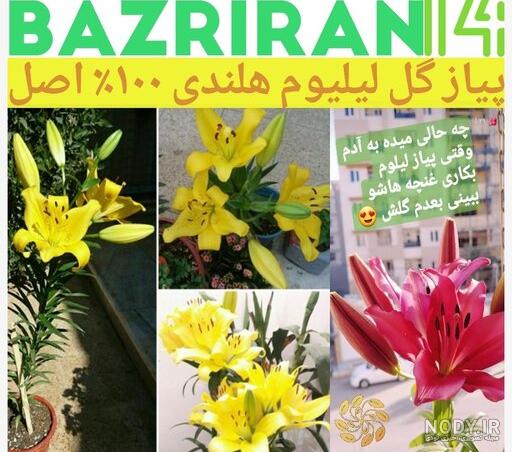 عکس گل لیلیوم زرد