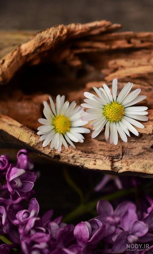عکس گل پس زمینه گوشی