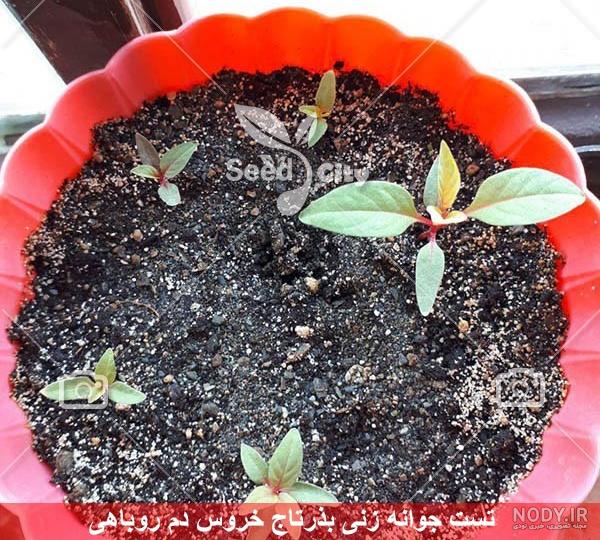 عکس گیاه گل تاج خروس